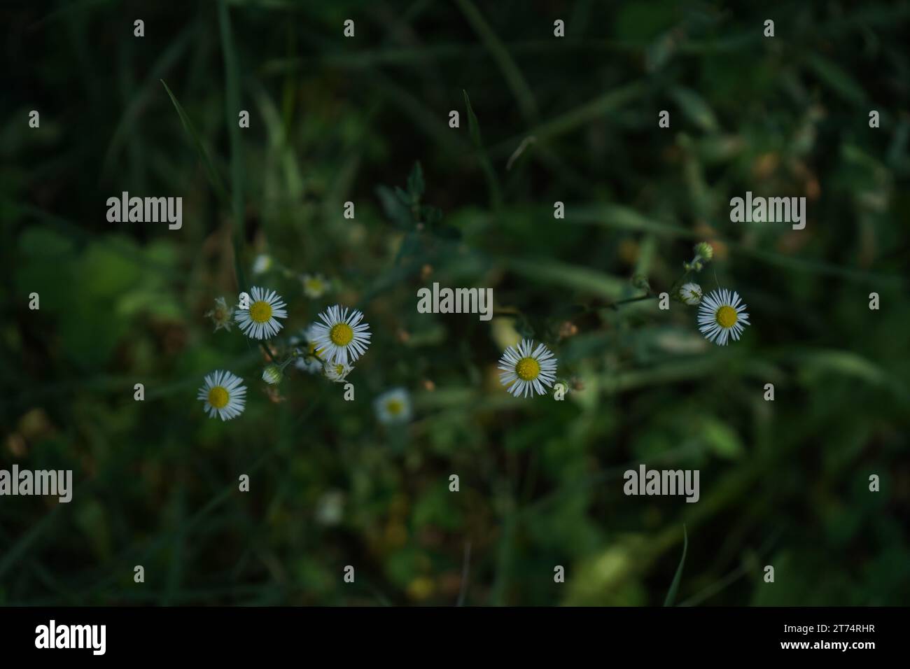 Camomille des champs, camomille marocaine, camomille puante, camomille jaune, camomille du Cap, herbe à l'ananas (Anthemis arvensis) Banque D'Images