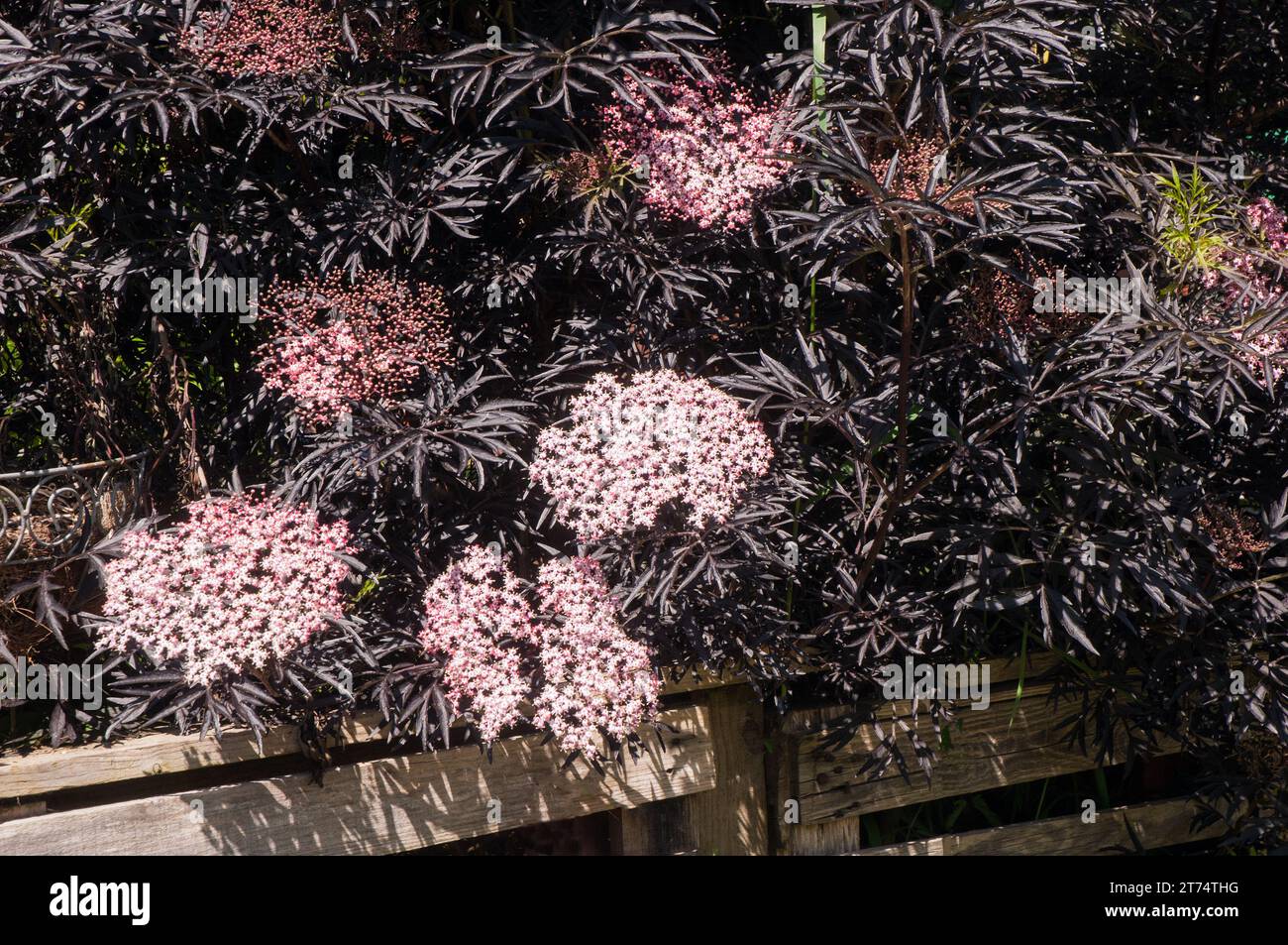 Sambucus nigra Black Elder un diciduous buissonnante arbuste ou petit arbre qui a les feuilles noires et aussi de petits fruits noirs en automne. Est entièrement hardy. Banque D'Images