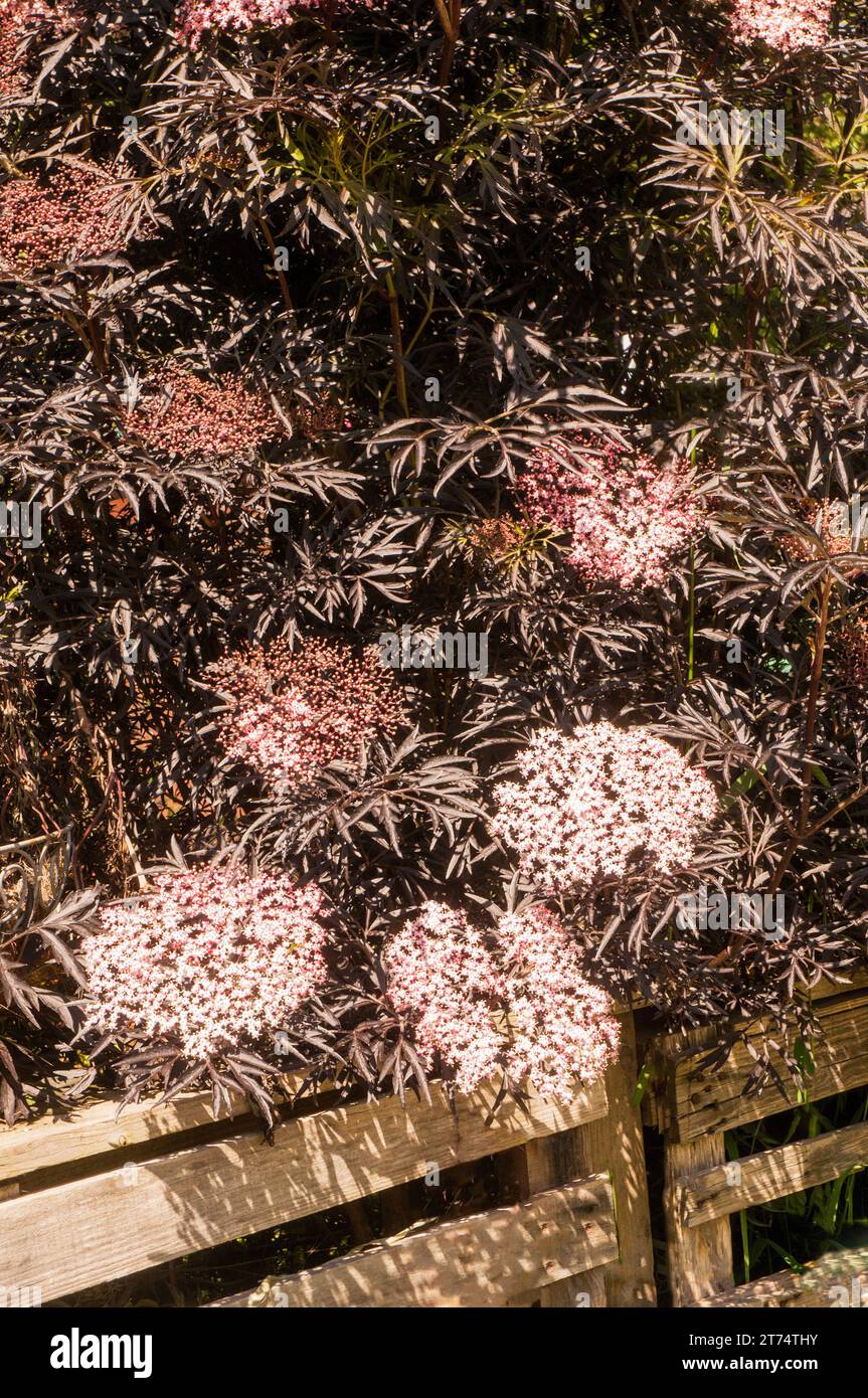 Sambucus nigra Black Elder un diciduous buissonnante arbuste ou petit arbre qui a les feuilles noires et aussi de petits fruits noirs en automne. Est entièrement hardy. Banque D'Images