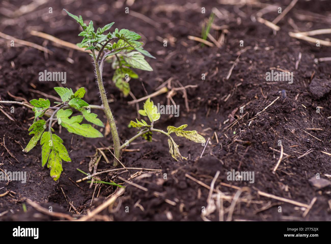 Plants de tomates dans le sol. Mise au point sélective. nature. Banque D'Images