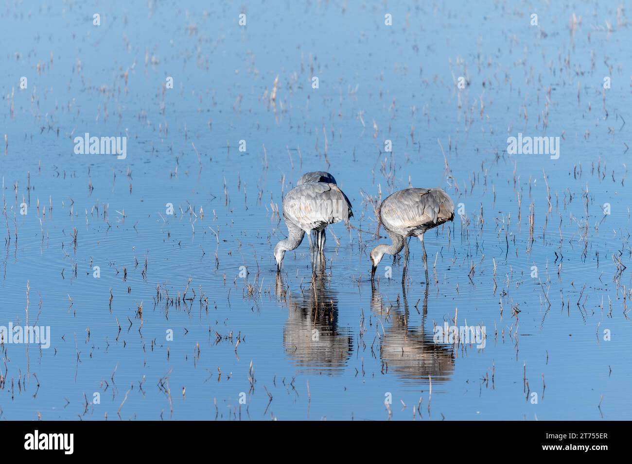 Deux grues Sandhill paissent dans un étang peu profond. Les oiseaux se reflètent pleinement à la surface de l'eau bleue calme. Banque D'Images