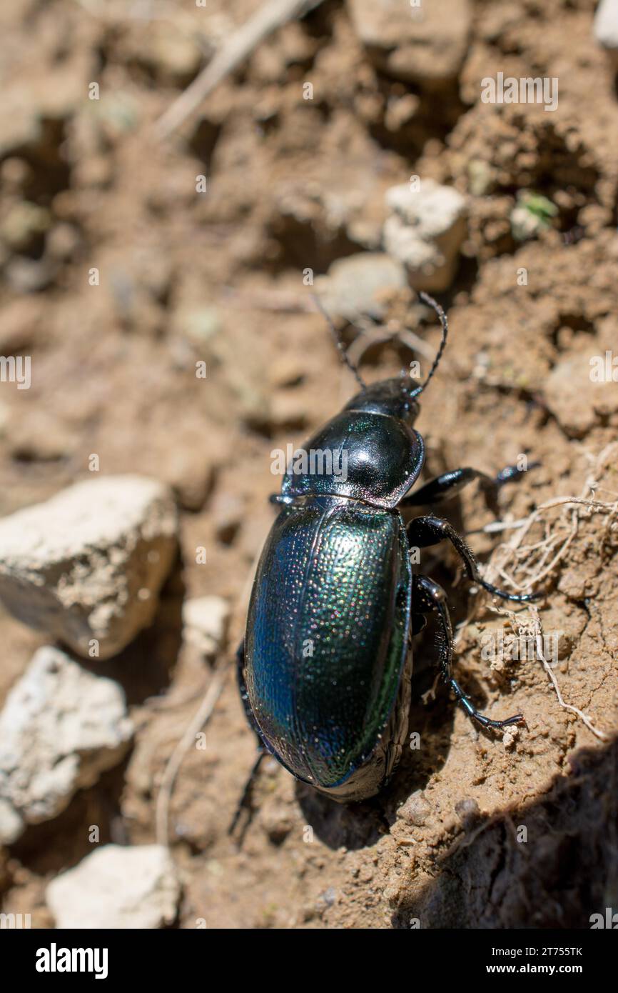 Couleur Noir bug walking Banque D'Images