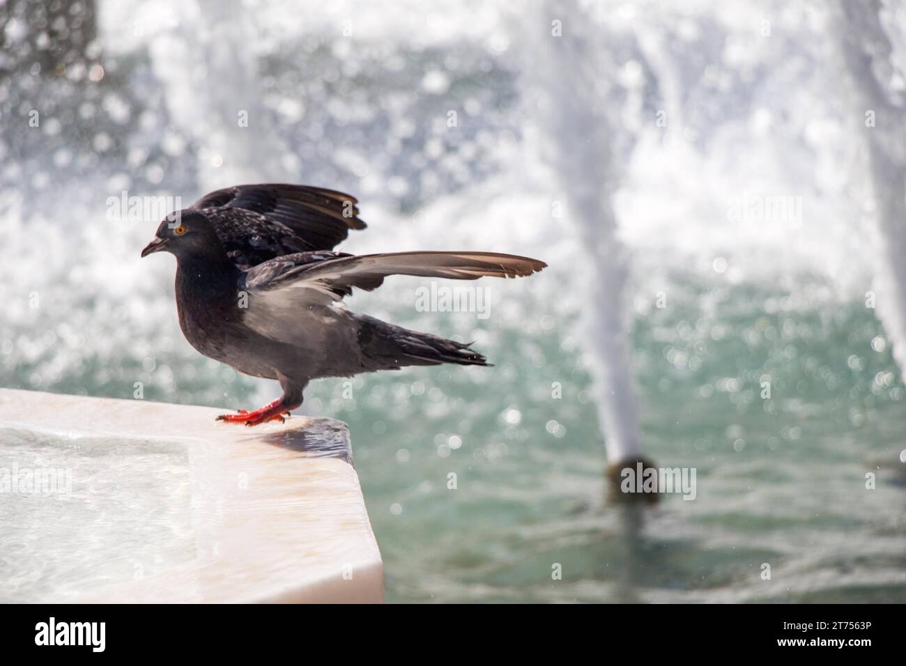 Oiseau solitaire par la fontaine vit dans l'environnement urbain Banque D'Images