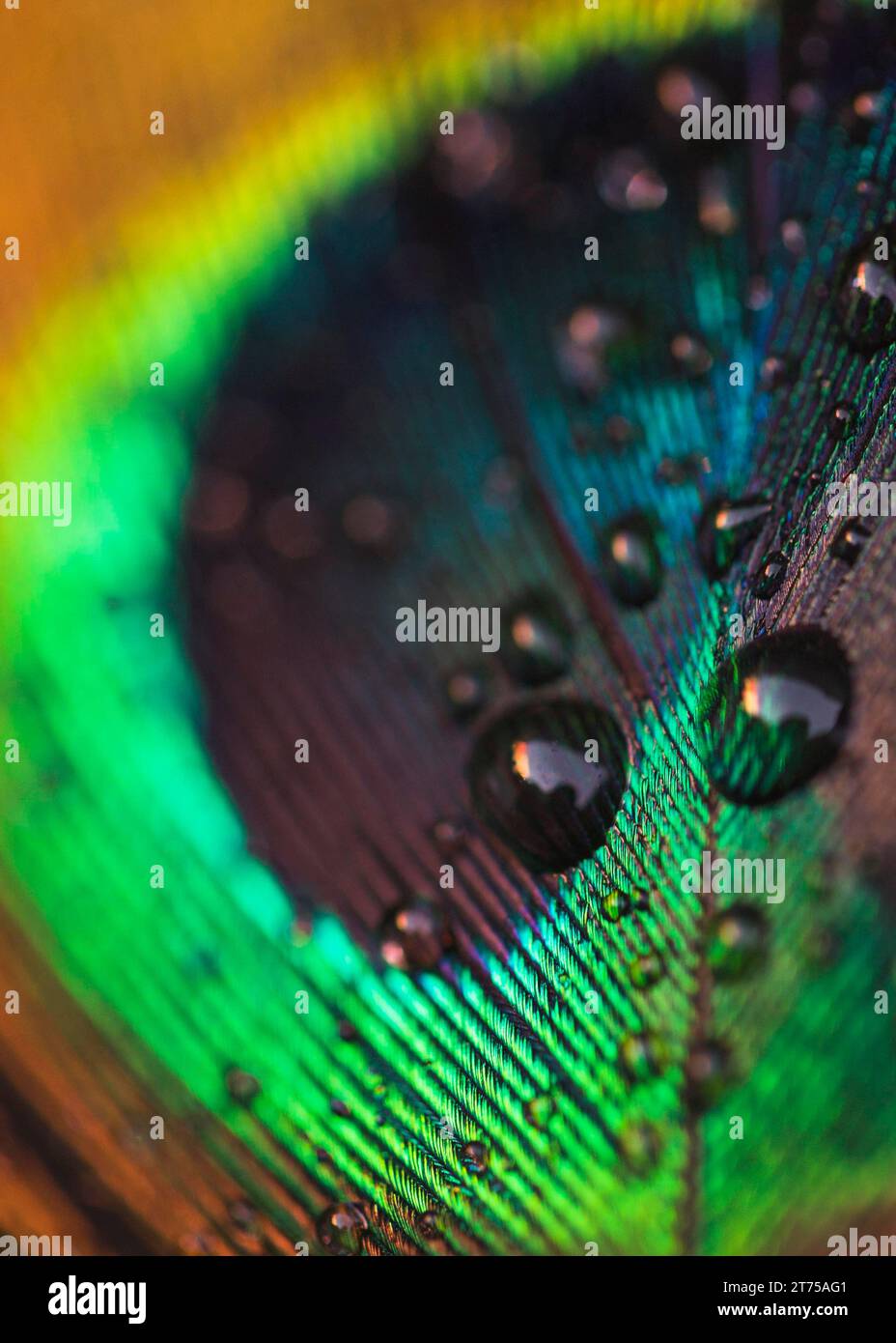 Macro shot goutte d'eau douce plume de paon Banque D'Images