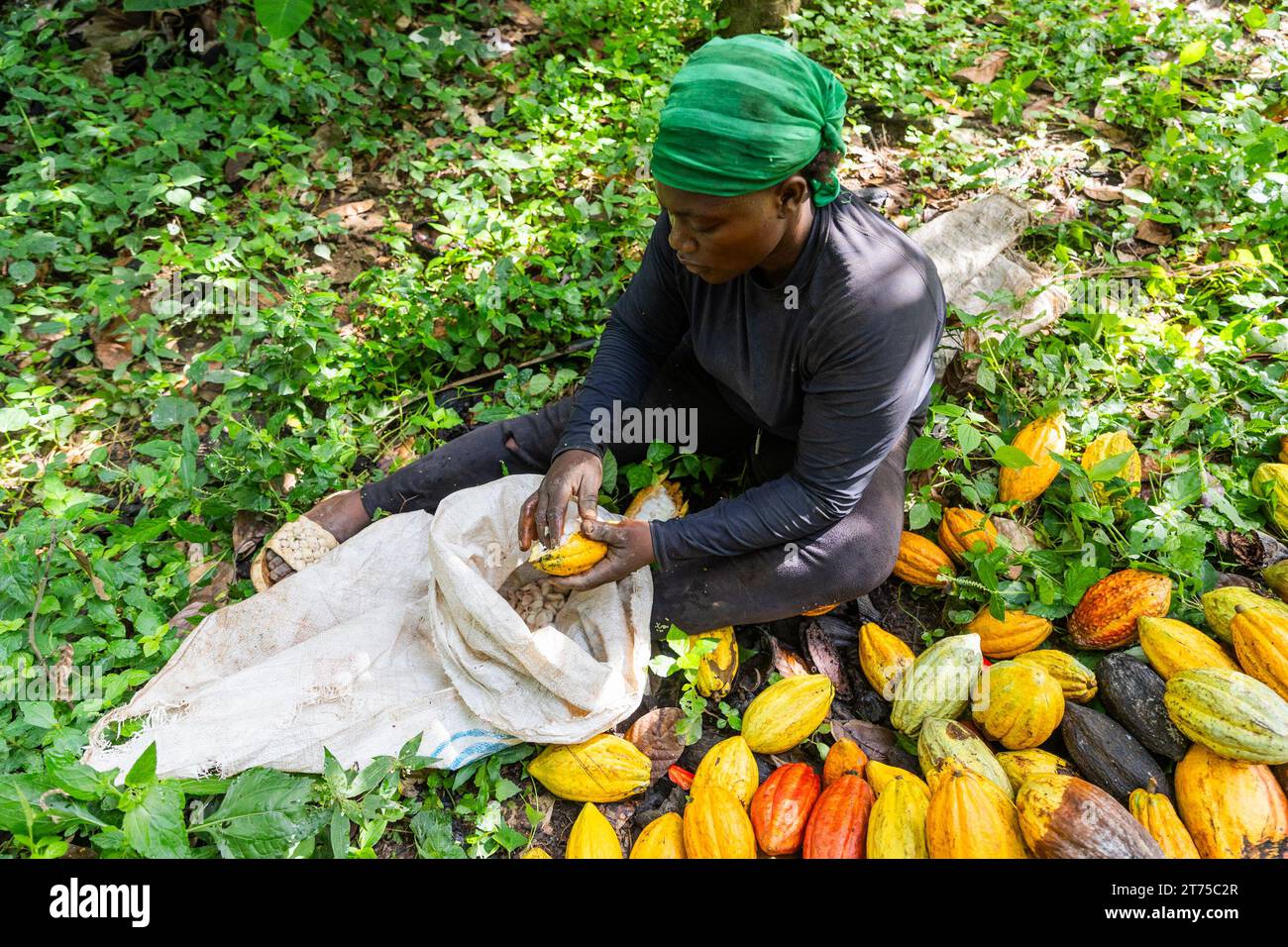 Un agriculteur retire les fèves de cacao des gousses et les place dans un sac Banque D'Images