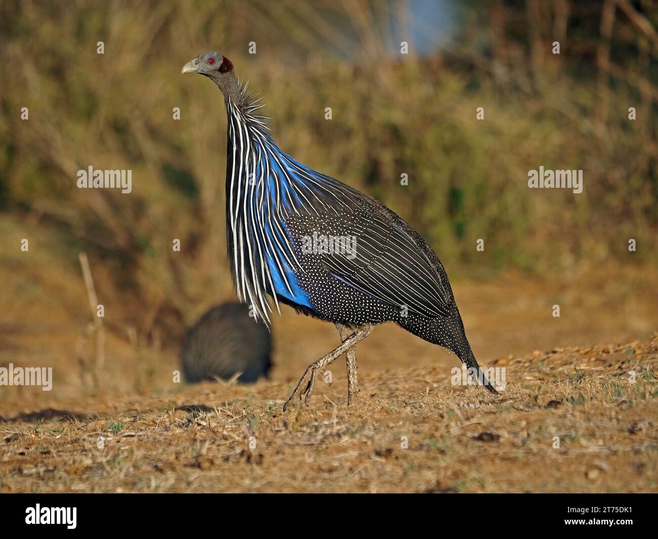 La pintade vulturine (Acryllium vulturinum) se strutting sur la terre rouge dans le soleil tôt le matin dans le pays de brousse aride de Laikipia, Kenya, Afrique Banque D'Images