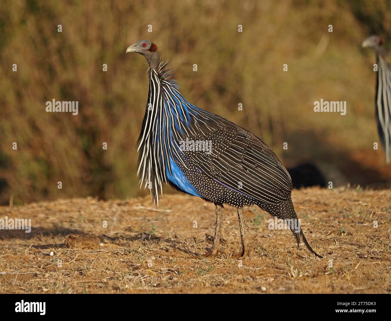 La pintade vulturine (Acryllium vulturinum) se strutting sur la terre rouge dans le soleil tôt le matin dans le pays de brousse aride de Laikipia, Kenya, Afrique Banque D'Images