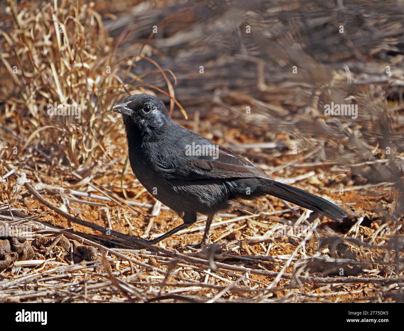Femelle aux yeux brillants Sooty Chat (Myrmecocichla nigra) recherche de fourmis parmi les herbes dorées sèches à Laikipia, Kenya, Afrique Banque D'Images