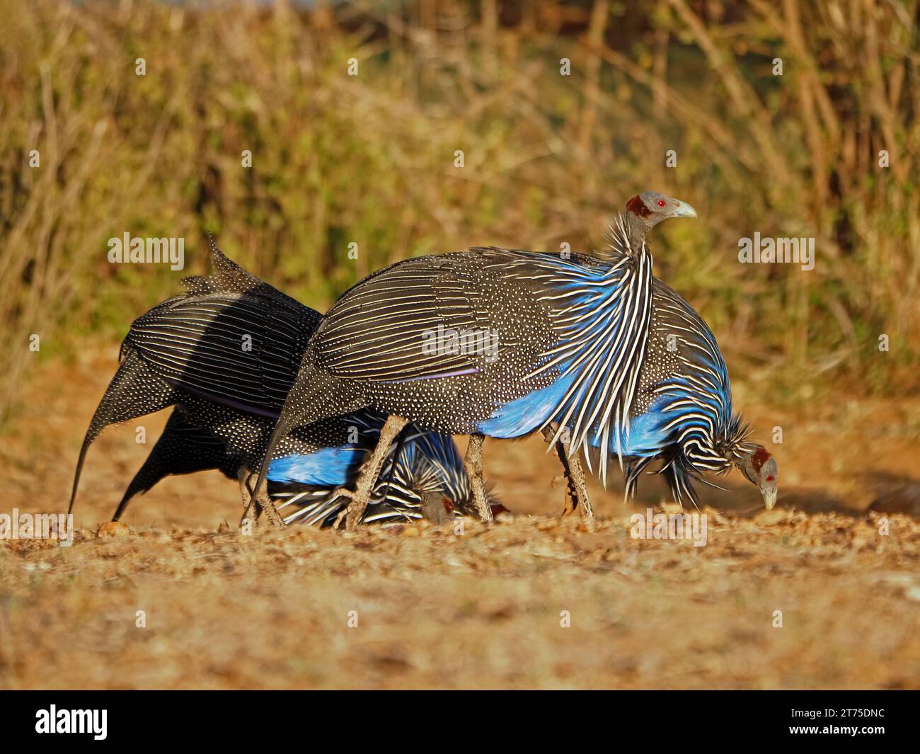 La pintade vulturine (Acryllium vulturinum) se nourrissant à la lumière tôt le matin sur la terre rouge dans le pays de brousse aride de Laikipia, Kenya, Afrique Banque D'Images