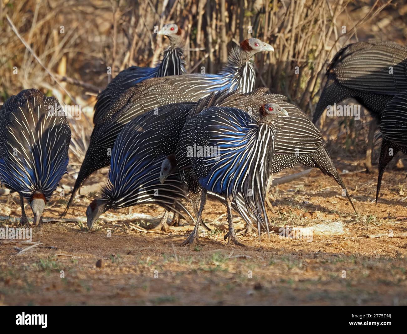 La pintade vulturine (Acryllium vulturinum) se nourrissant à la lumière tôt le matin sur la terre rouge dans le pays de brousse aride de Laikipia, Kenya, Afrique Banque D'Images