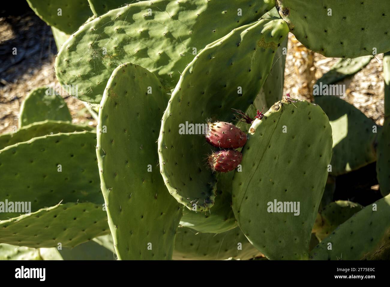 Nopal Cactus feuilles avec des fruits Banque D'Images