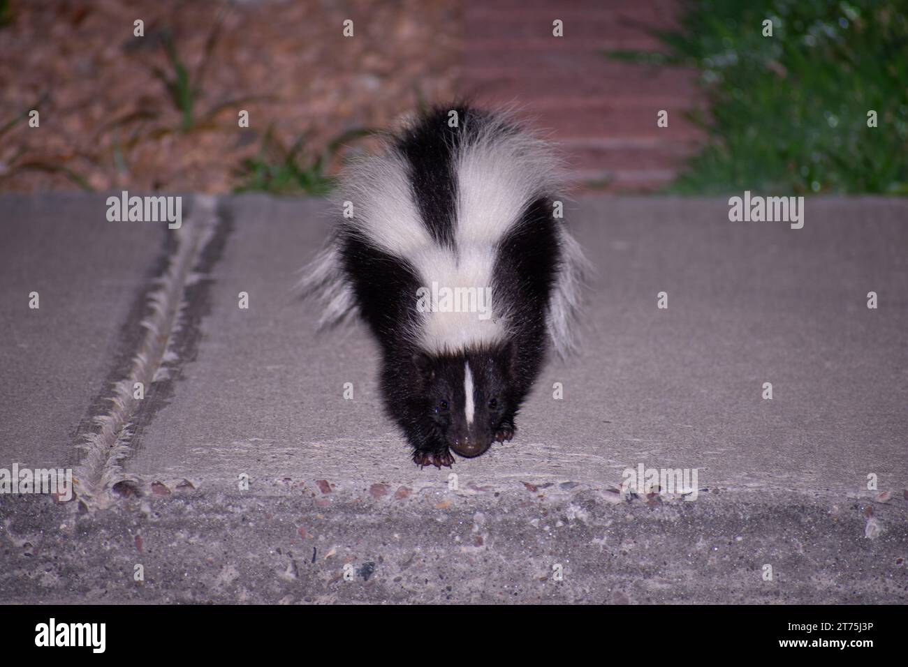 Un gros plan d'une skunk marchant sur un trottoir au Nouveau-Mexique Banque D'Images