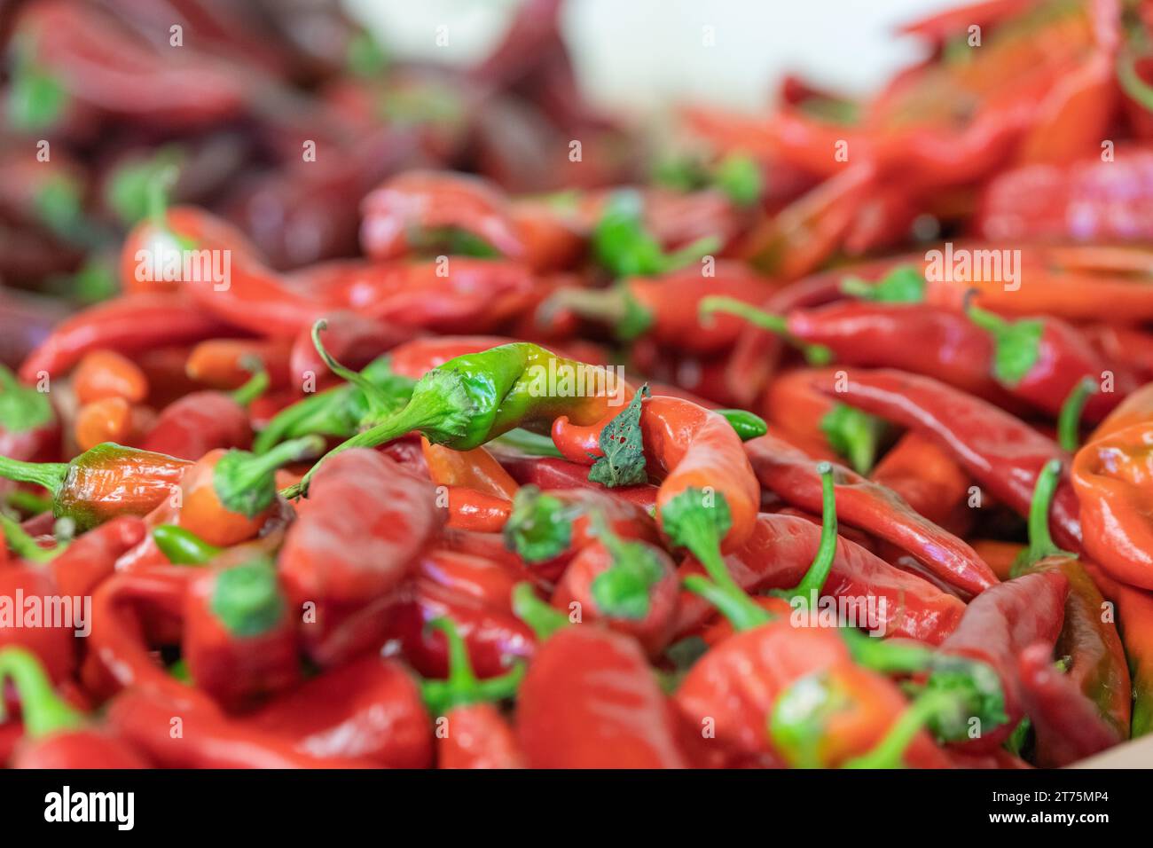 Gros plan de boisseaux de piments rouges mûrs avec des tiges vertes et un fond flou. Banque D'Images