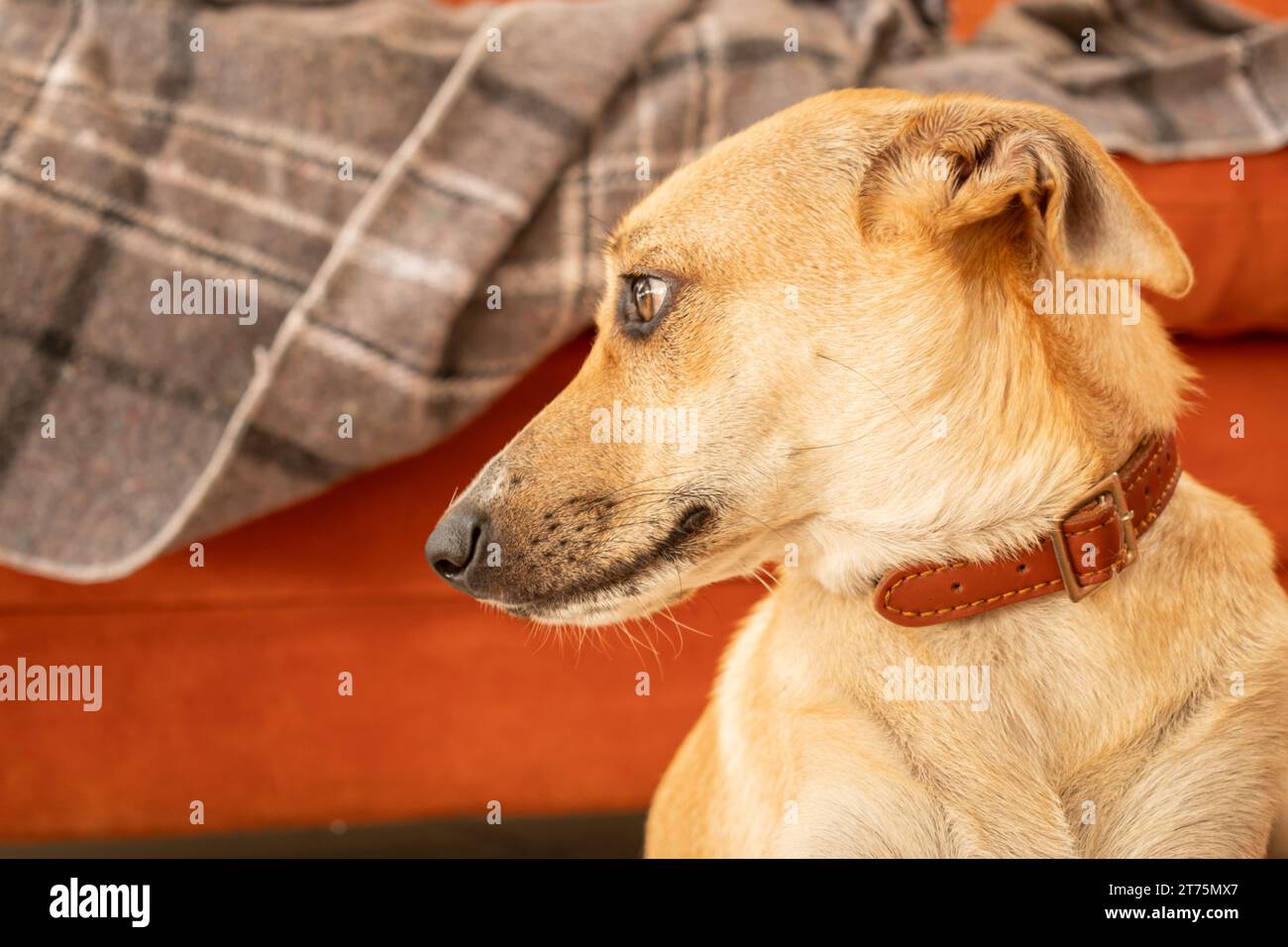 Beau chien de rue récemment adopté, dans sa nouvelle maison Banque D'Images