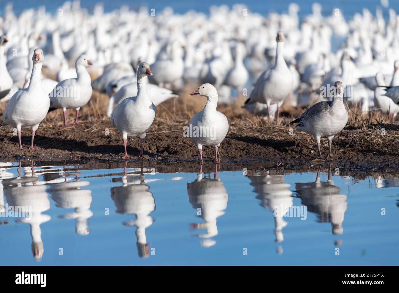 Gros plan détail d'un troupeau d'oies des neiges sur la rive d'un lac avec un reflet de miroir. Banque D'Images