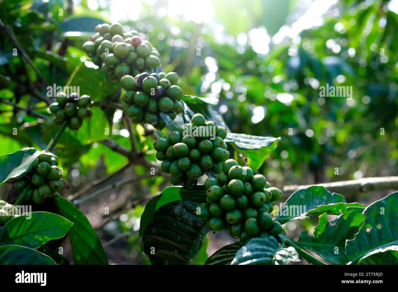 Les grains de café accrochés à une branche dans la plantation et les cerises de café sont presque prêts à entrer dans la saison de récolte Banque D'Images