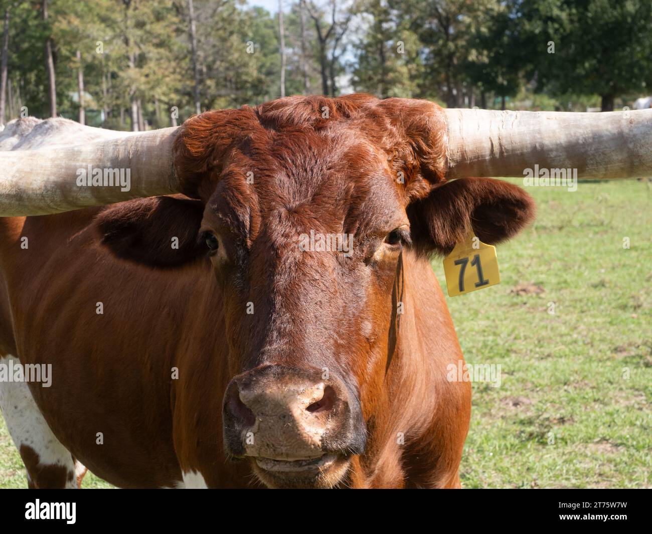 Gros plan du visage et d'une partie des cornes d'une vache Texas Longhorn regardant la caméra et photographiée avec une faible profondeur de champ dans le soleil Banque D'Images
