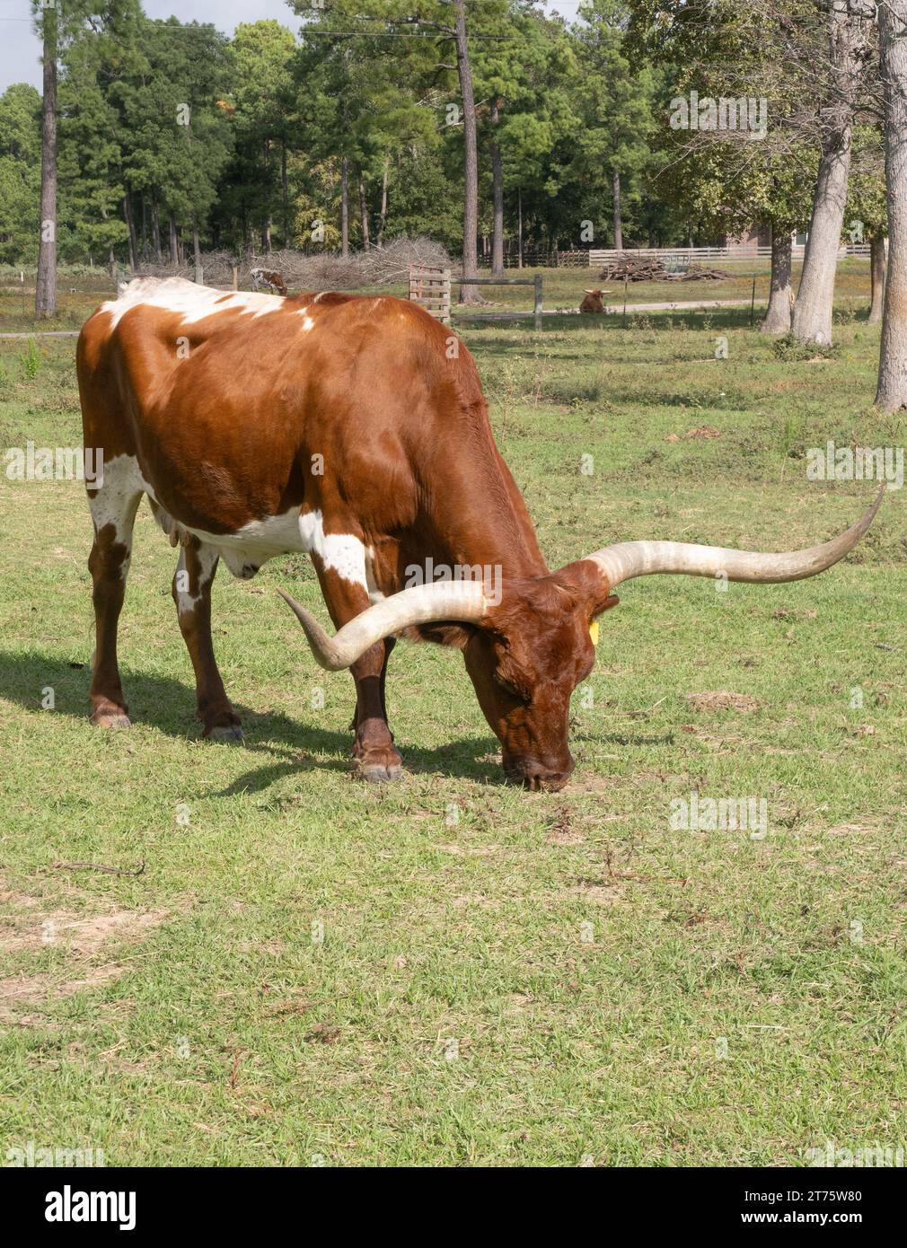 Vache Longhorn du Texas ensoleillée debout de profil et paissant sur de l'herbe courte dans un pâturage au Texas. Banque D'Images