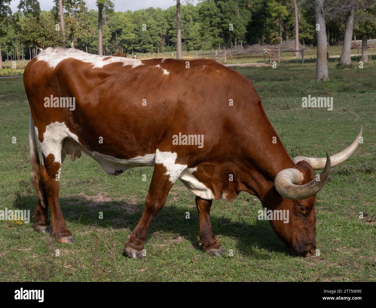Vache Longhorn du Texas debout de profil et paissant sur de l'herbe courte dans un pâturage au Texas. Banque D'Images