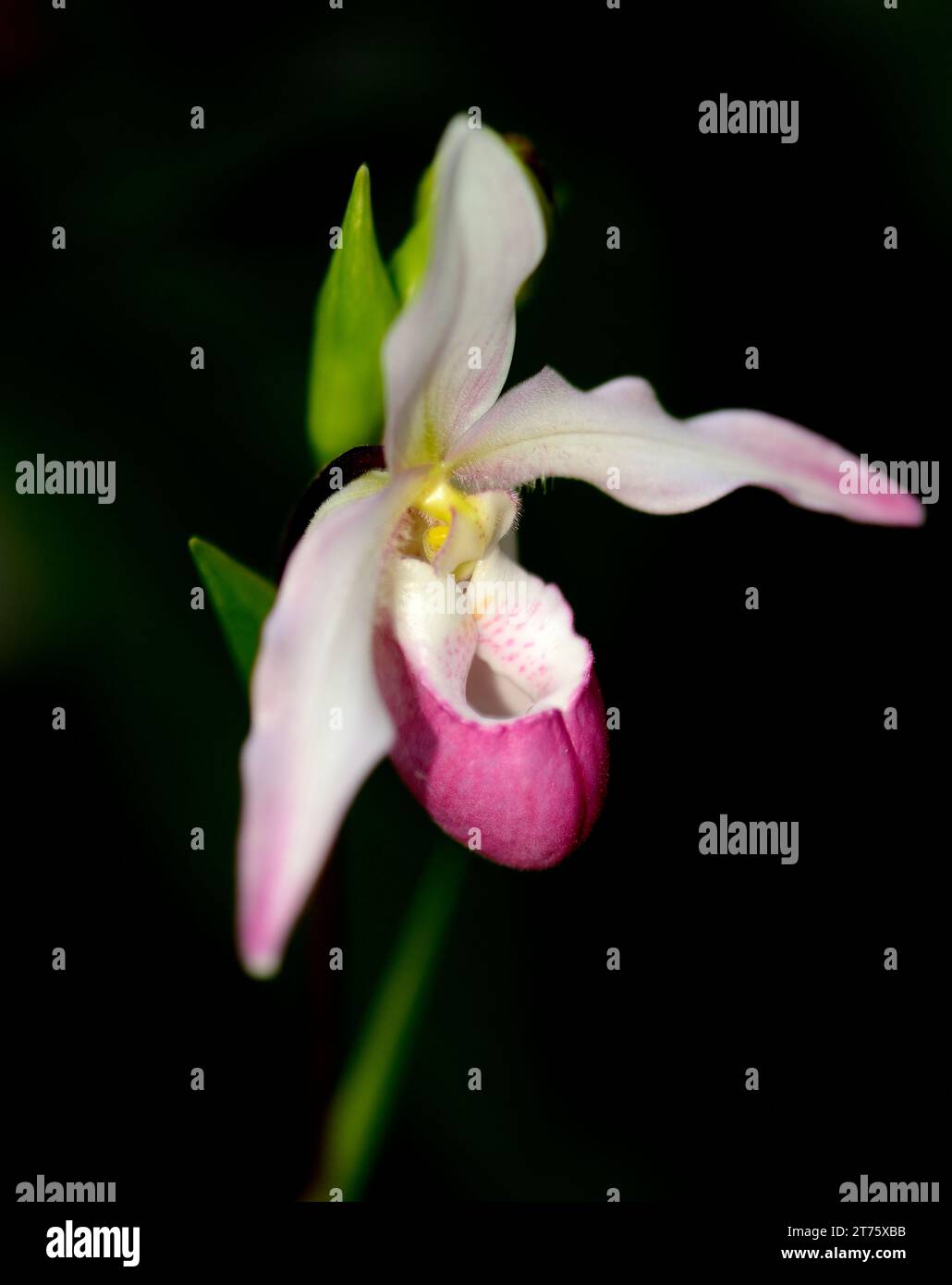 Orchidée-pantoufle (Cypripedium spp.) Banque D'Images