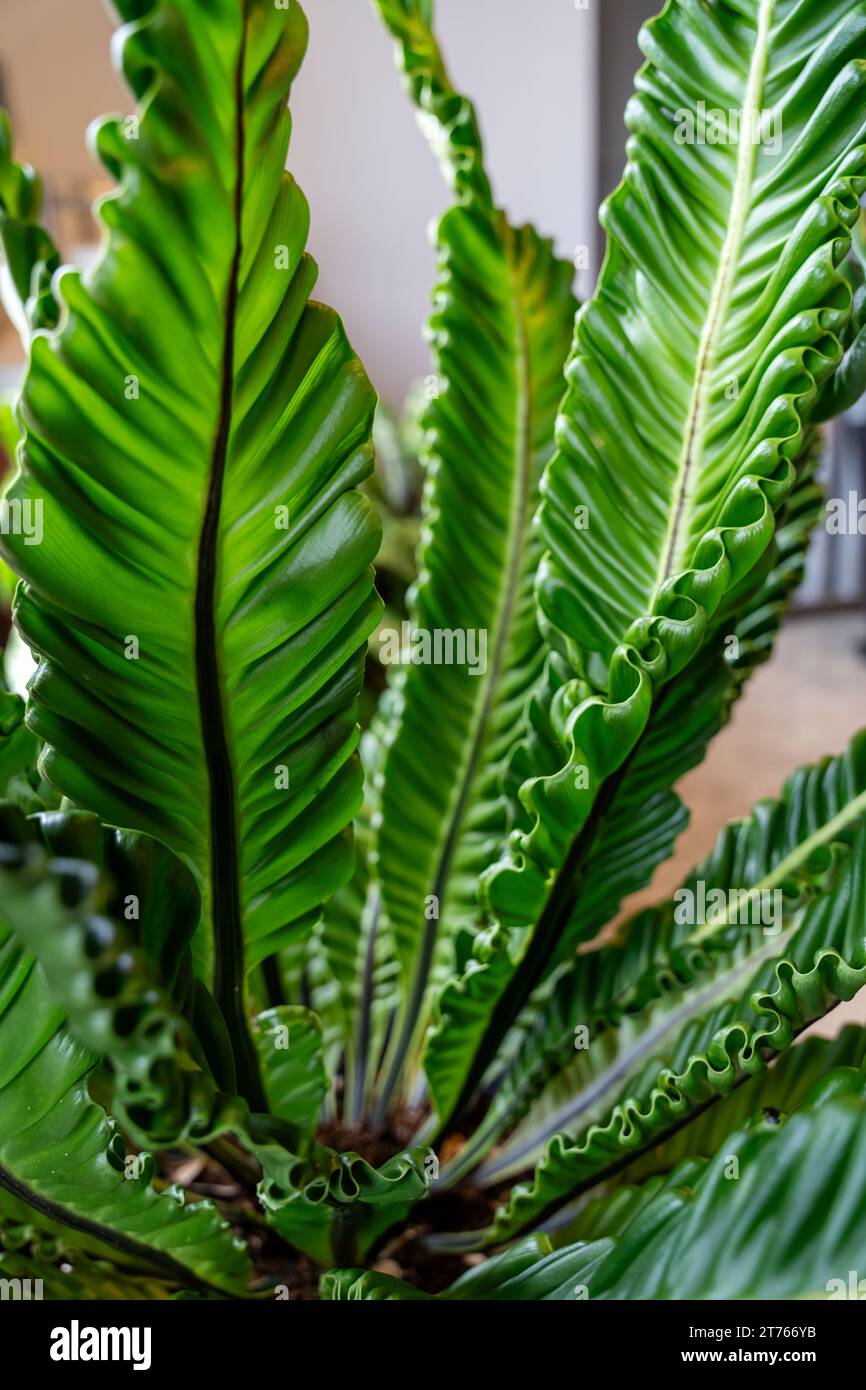 Gros plan détail complexe de la fougère du nid d'oiseau ou de la plante Asplenium Nidus Banque D'Images