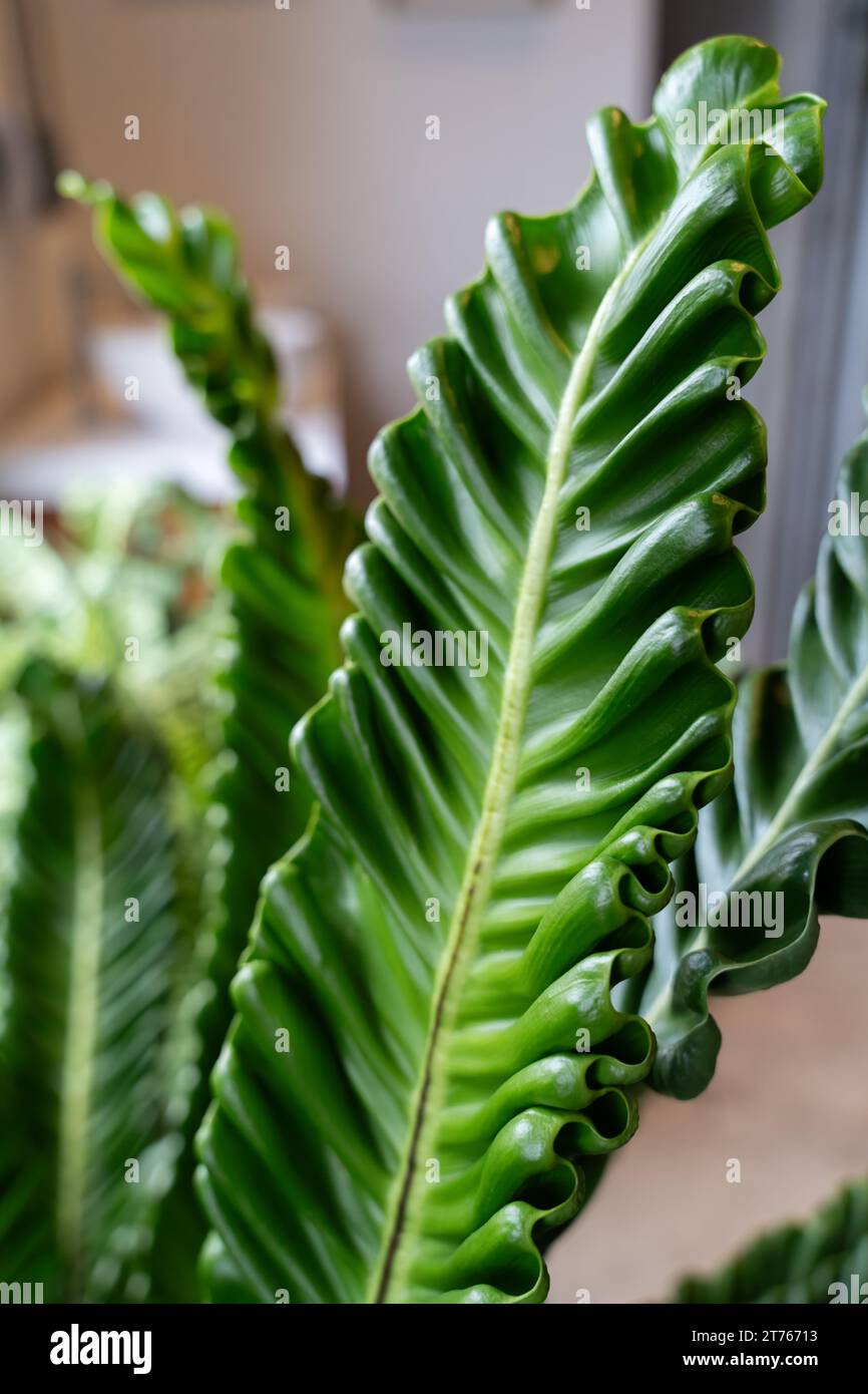 Gros plan détail complexe de la fougère du nid d'oiseau ou de la plante Asplenium Nidus Banque D'Images