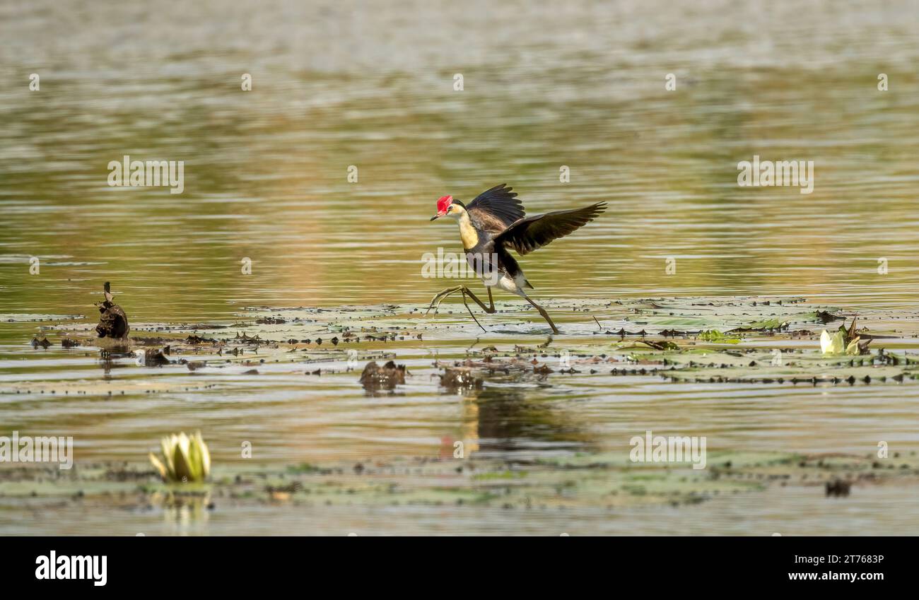Jacana à crête en peigne (Irediparra gallinacea) marchant dans des eaux peu profondes à la recherche de nourriture dans les nénuphars Banque D'Images