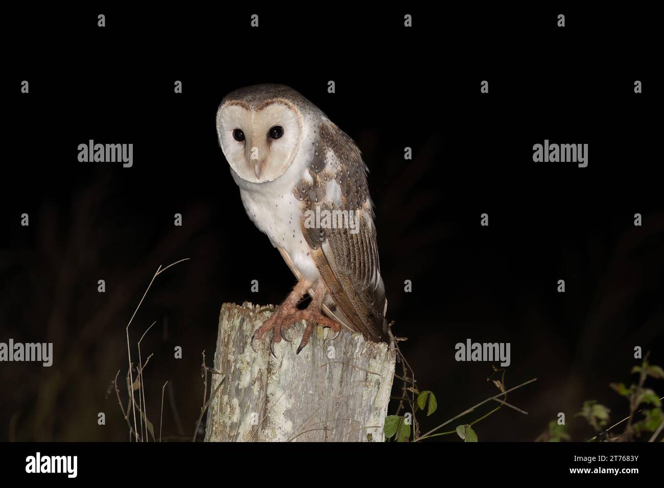 Hibou de grange orientale (Tyto javanica) reposant sur un poteau. Alors que vous partez à la chasse à la proie la nuit dans les Atherton Tablelands, à l'extrême nord du Queensland. Banque D'Images