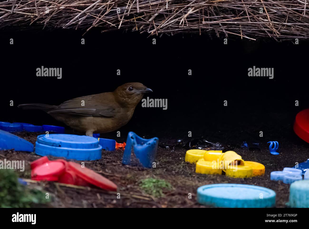 Bowerbird Vogelkop ou Amblyornis inornata ou Bowerbird jardinier Vogelkop, observé dans les montagnes de l'Arfak, Papouasie occidentale, Indonésie Banque D'Images