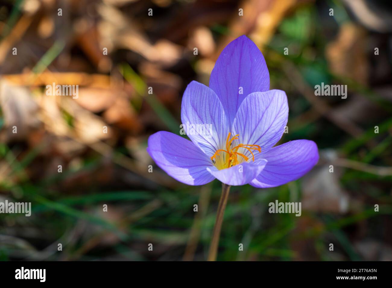 Crocus de Bieberstein, fleur bleue dans la forêt Banque D'Images