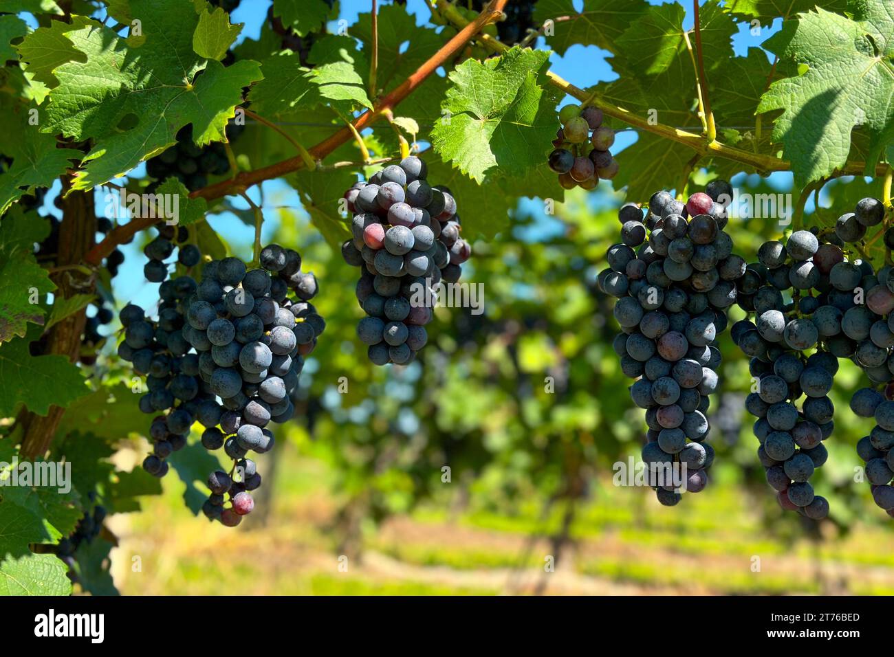 Un gros plan de Dornfelder, raisin noir d'origine allemande utilisé pour le vin rouge Banque D'Images