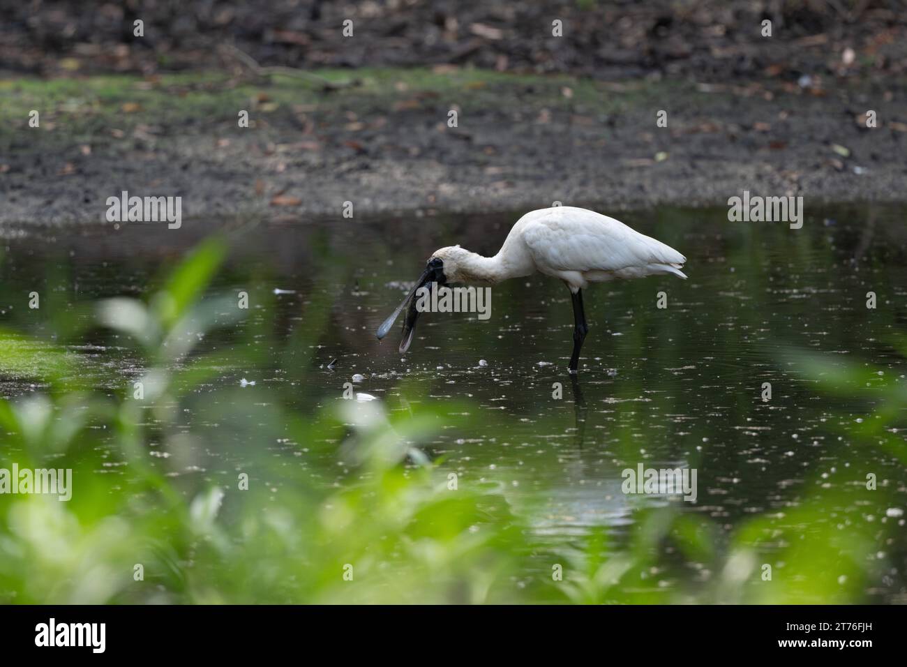 Un seul Royal Spoonbill avec un poisson récemment capturé dans son bec continue à ramollir le poisson entre les périodes d'essayer d'avaler le poisson. Banque D'Images