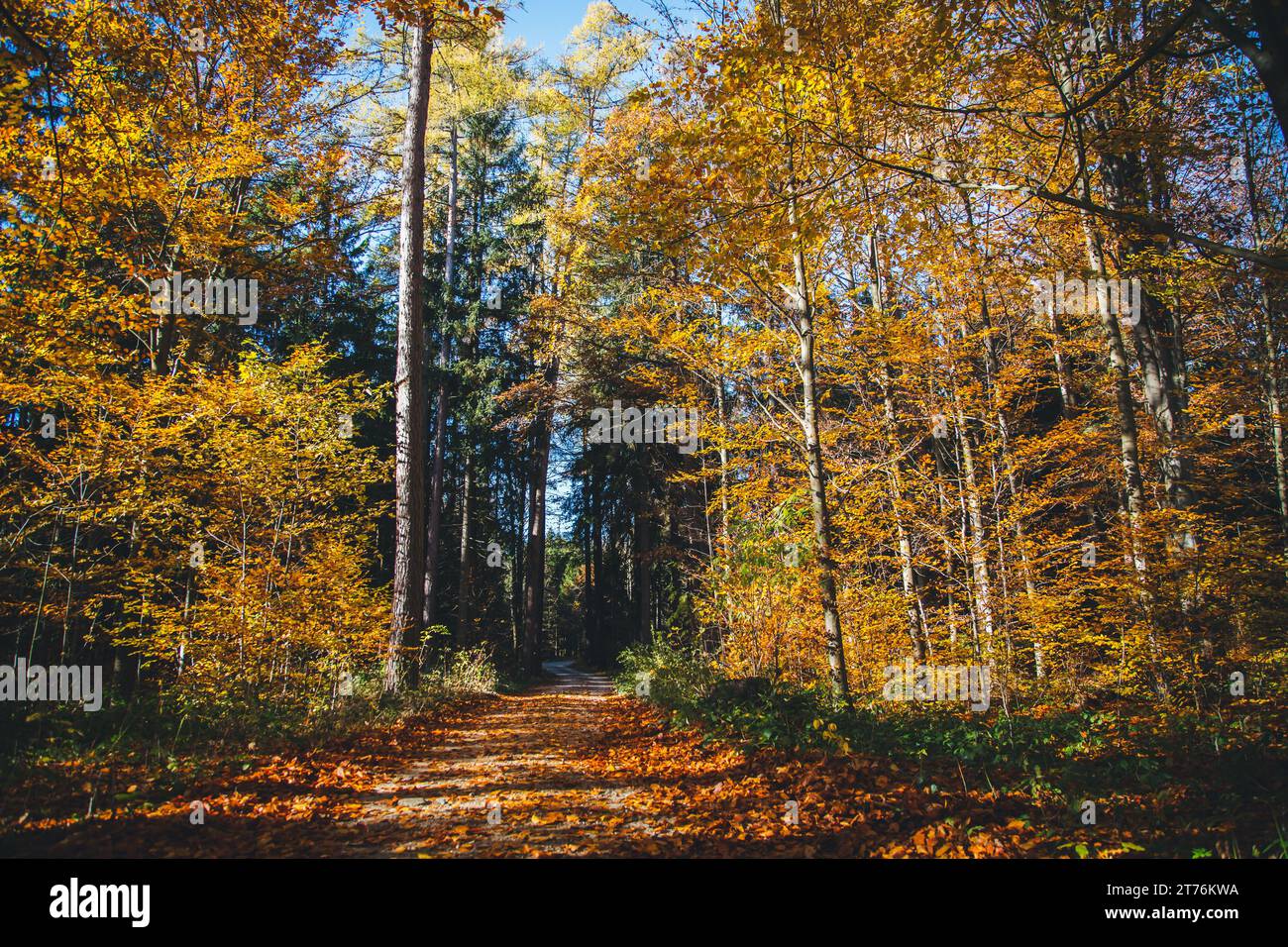 Forêt colorée, automne dans le Waldviertel, Autriche, Europe Banque D'Images