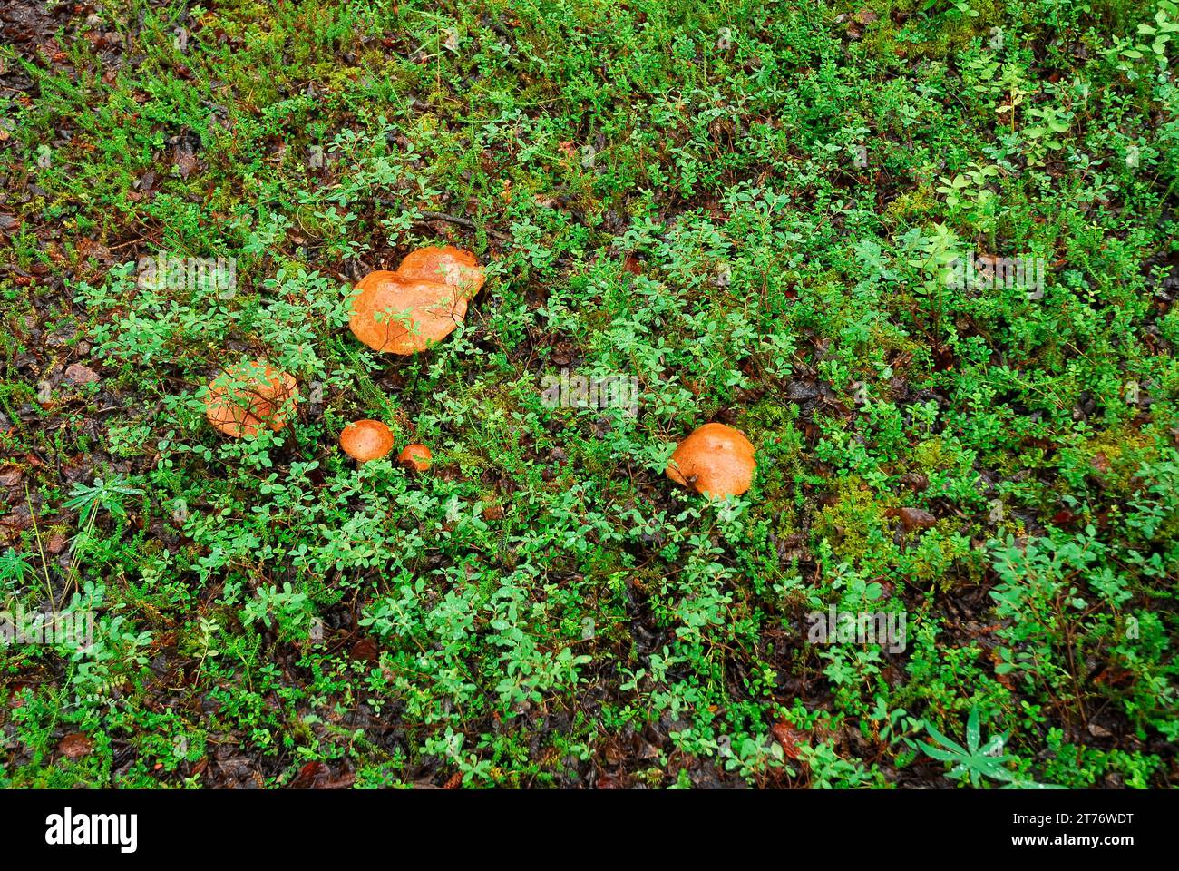 Végétation de plancher forestier, Denali, Alaska Banque D'Images