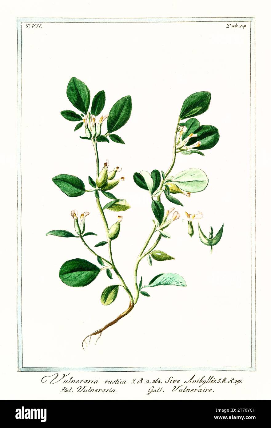 Kidneyvetch commun (Anthyllis Vulneraria), gravure botanique colorée à la main, verticale, Rome 1772-93, grappes de fleurs blanc crème et feuilles ovales. Banque D'Images