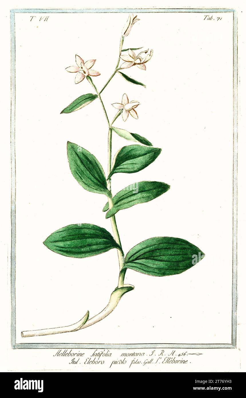 Illustration ancienne de l'helleborine à feuilles larges (Epipactis helleborine). Par G. Bonelli sur Hortus Romanus, publ. N. Martelli, Rome, 1772 – 93 Banque D'Images