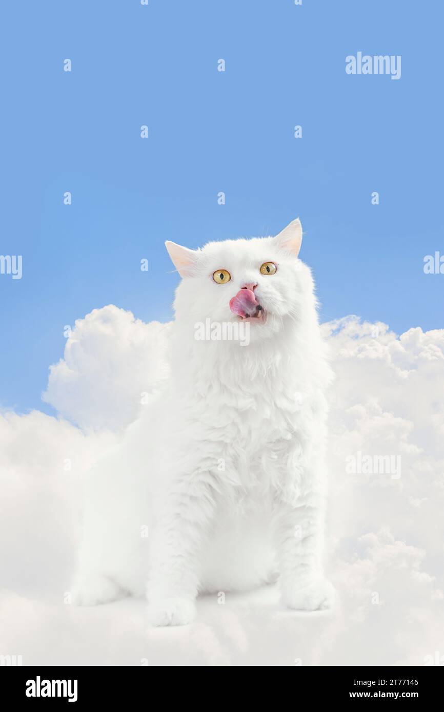 Chat persan blanc assis sur les nuages semble vouloir manger de la nourriture. C'est comme être au paradis. Banque D'Images