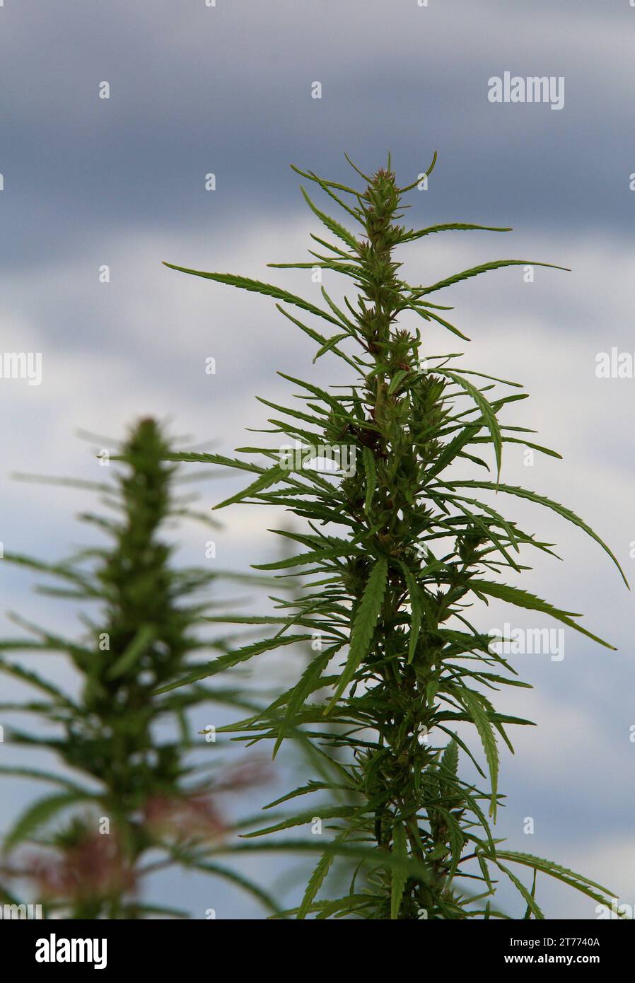 Têtes de cannabis de chanvre avec des têtes remplies de graines poussant en plein air photo stock Banque D'Images