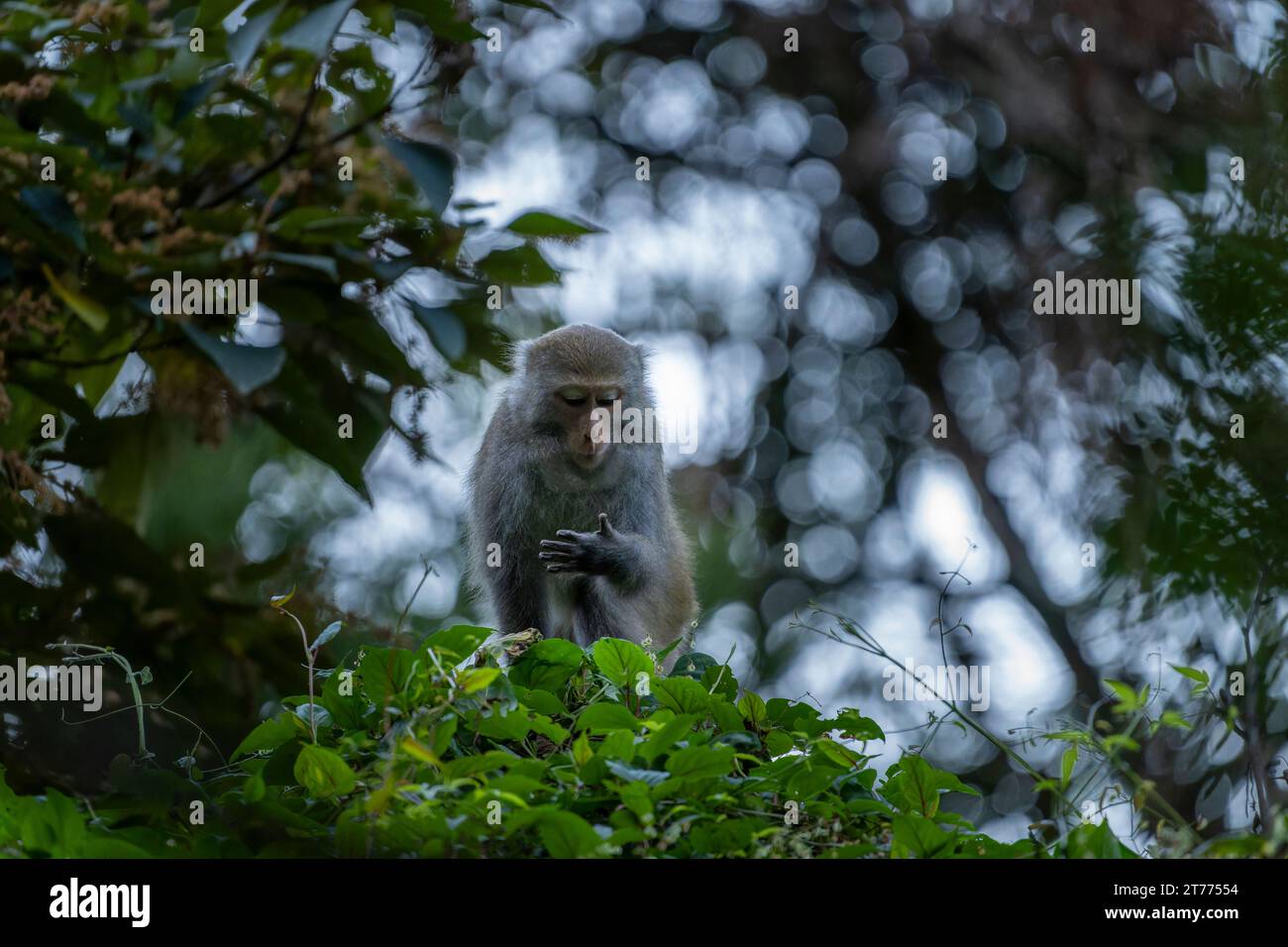 Primate macaque de roche formosan endémique à taiwan Banque D'Images