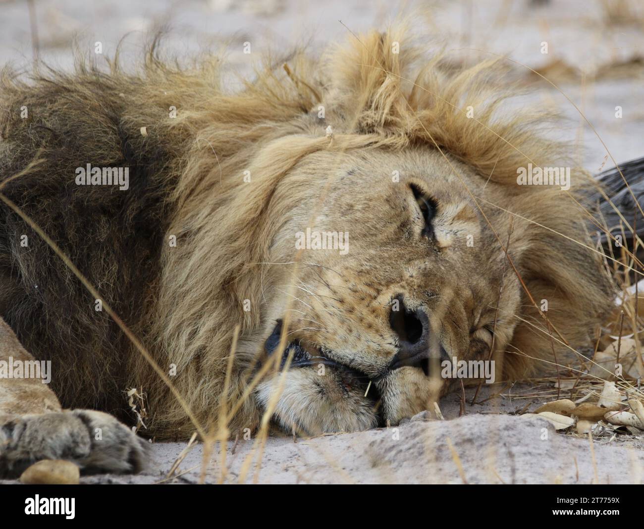 Lion africain reposant dans la brousse à Savuti, parc national de Chobe Banque D'Images