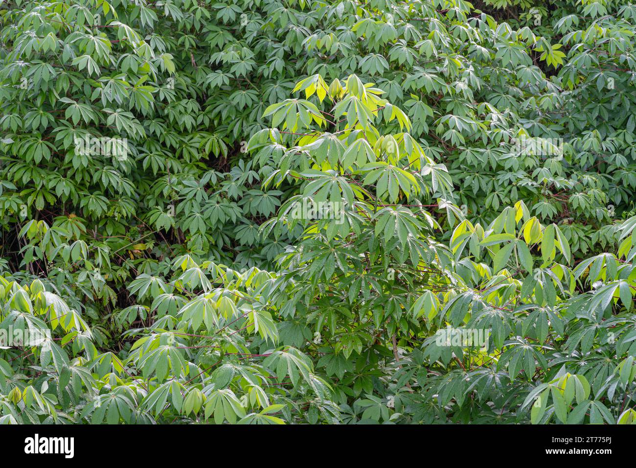 Vue des plantes vert vif et du feuillage de manihot esculenta aka manioc, manioc ou yuca dans le champ tropical Banque D'Images
