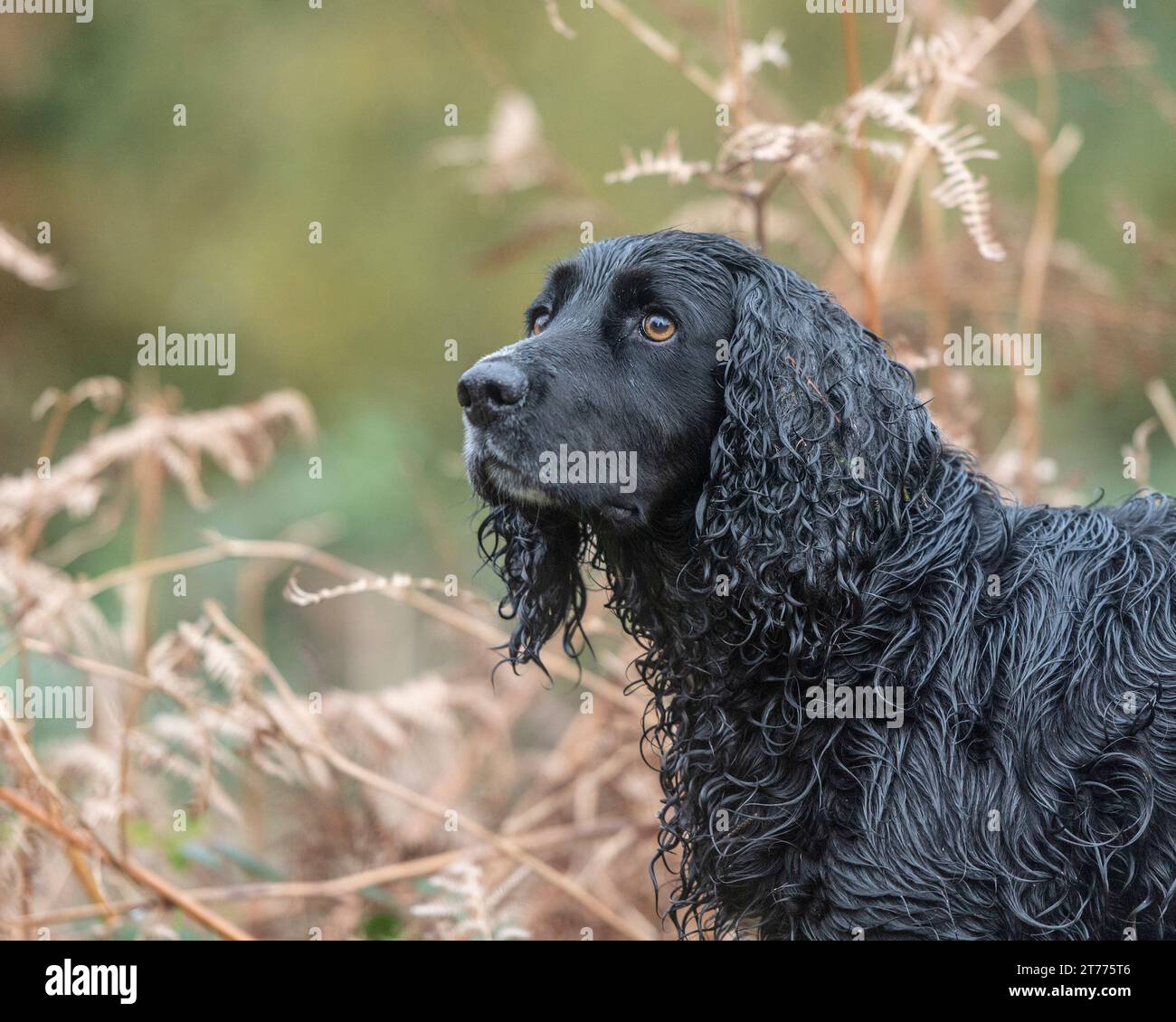 Black Sprocker Spaniel Banque D'Images