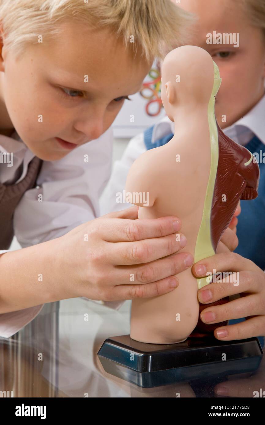 Deux garçons l'inspection un modèle anatomique Banque D'Images