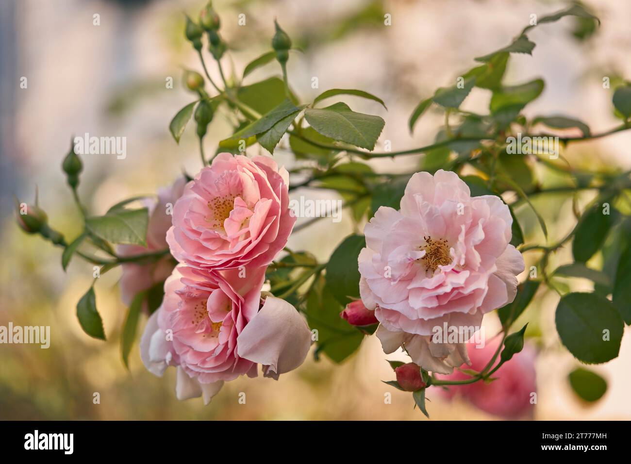 Roses roses délicates en fleurs sur les branches d'été dans le jardin Banque D'Images
