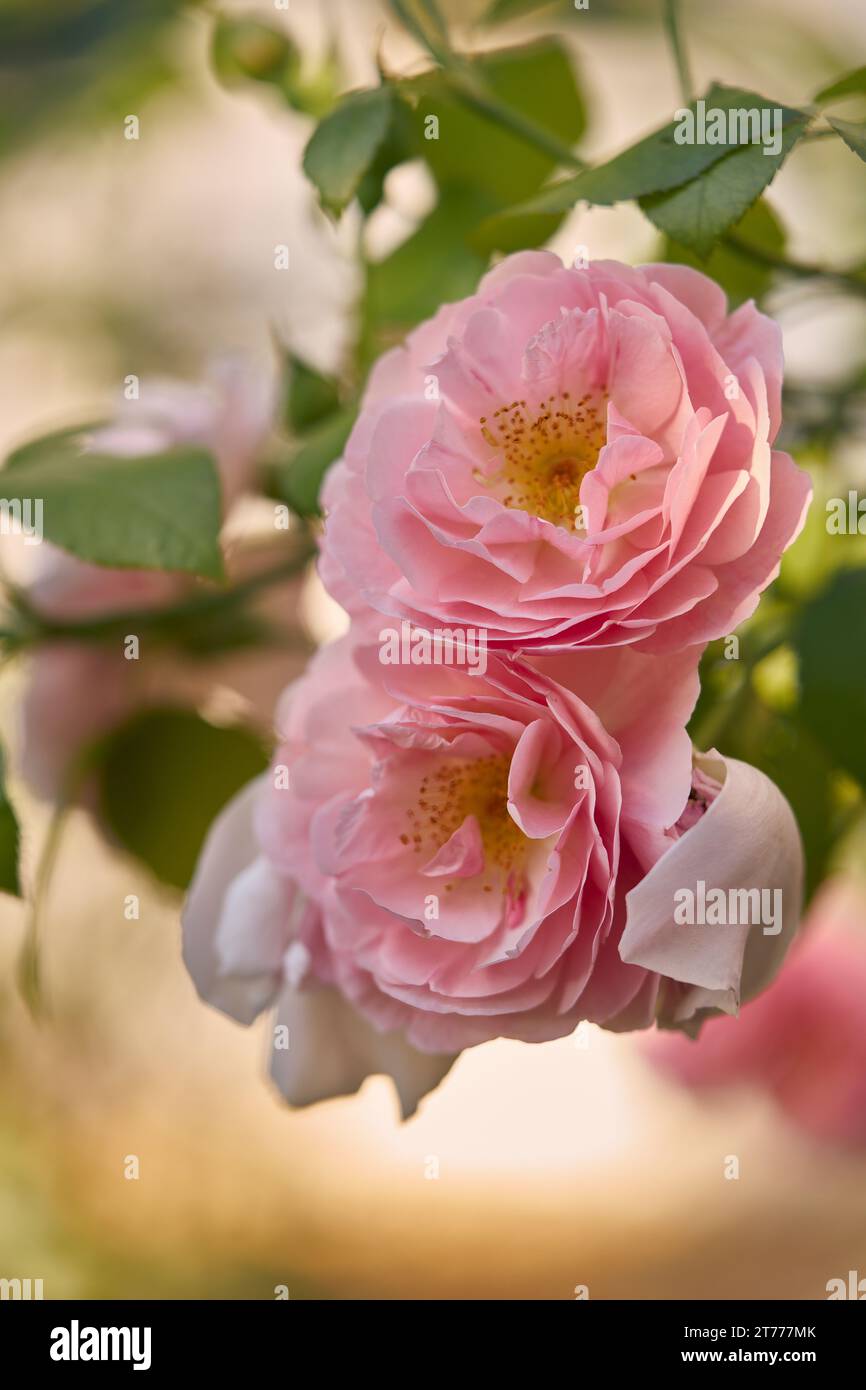 Gros plan de délicates roses roses en fleurs Banque D'Images