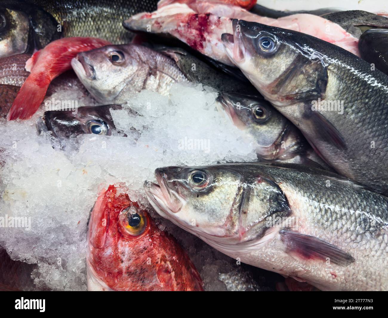 Close up nature morte poisson frais pêché sur glace Banque D'Images