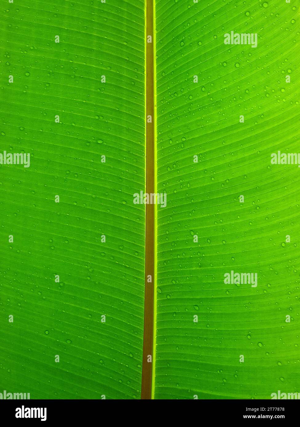 gros plan de la feuille de plante verte comme arrière-plan Banque D'Images