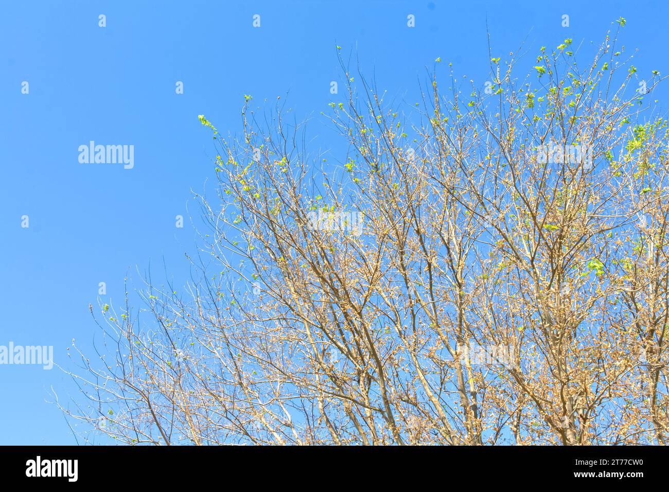 arbre avec peu de feuilles contre le ciel bleu Banque D'Images