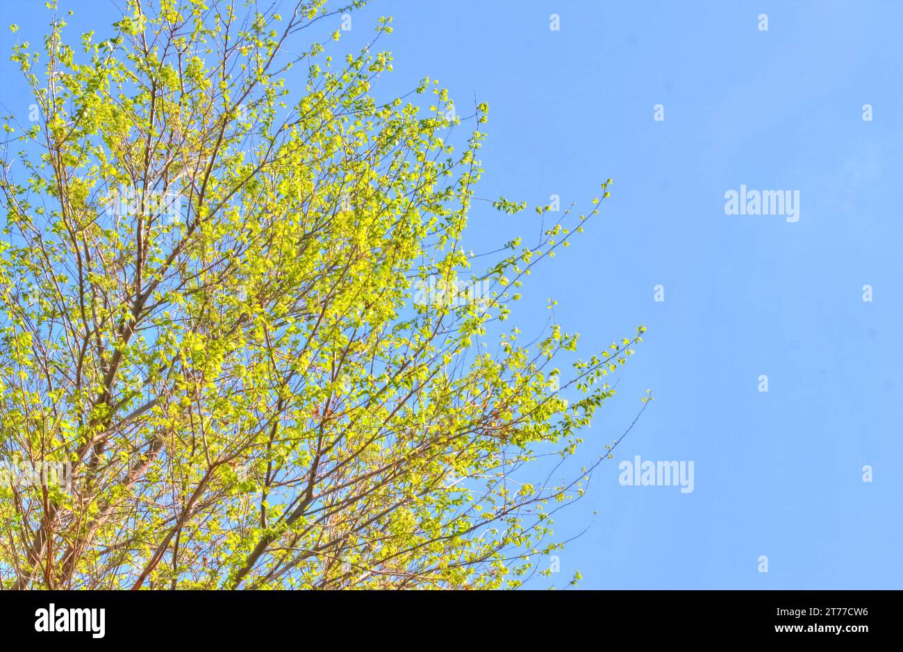 feuilles fraîches contre ciel bleu Banque D'Images