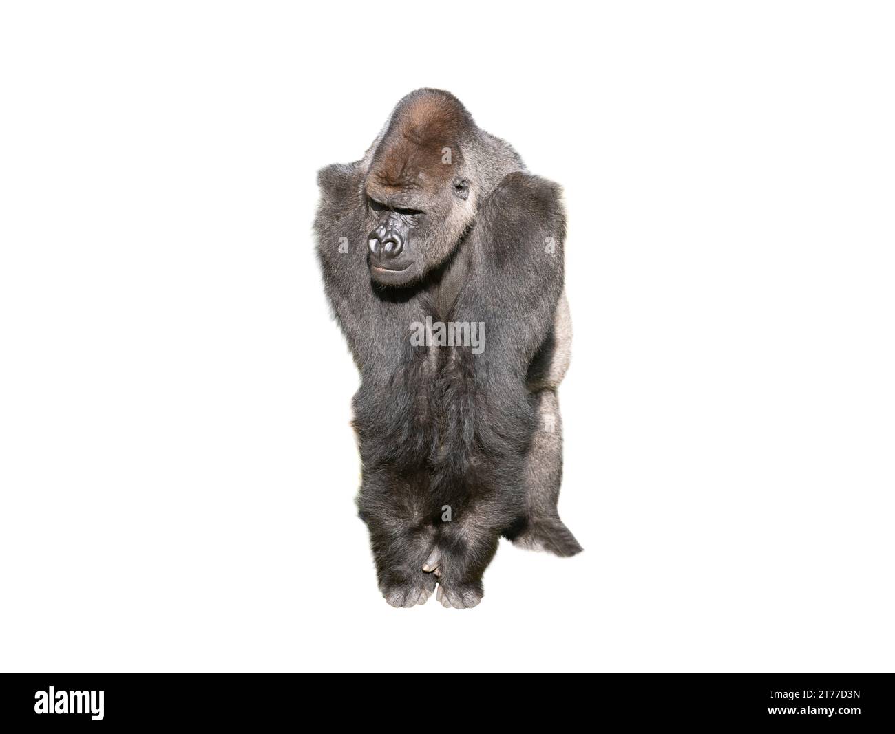 gorille de plaine de l'ouest isolé sur fond blanc Banque D'Images